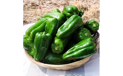 ハッピーマン＆完熟トマトセット 1kgセット 1キロセット ピーマン とまと 野菜 やさい おかず 副菜 新鮮 おいしい 採れたて 国産 お取り寄せ 常温 高知県 高知 土佐市