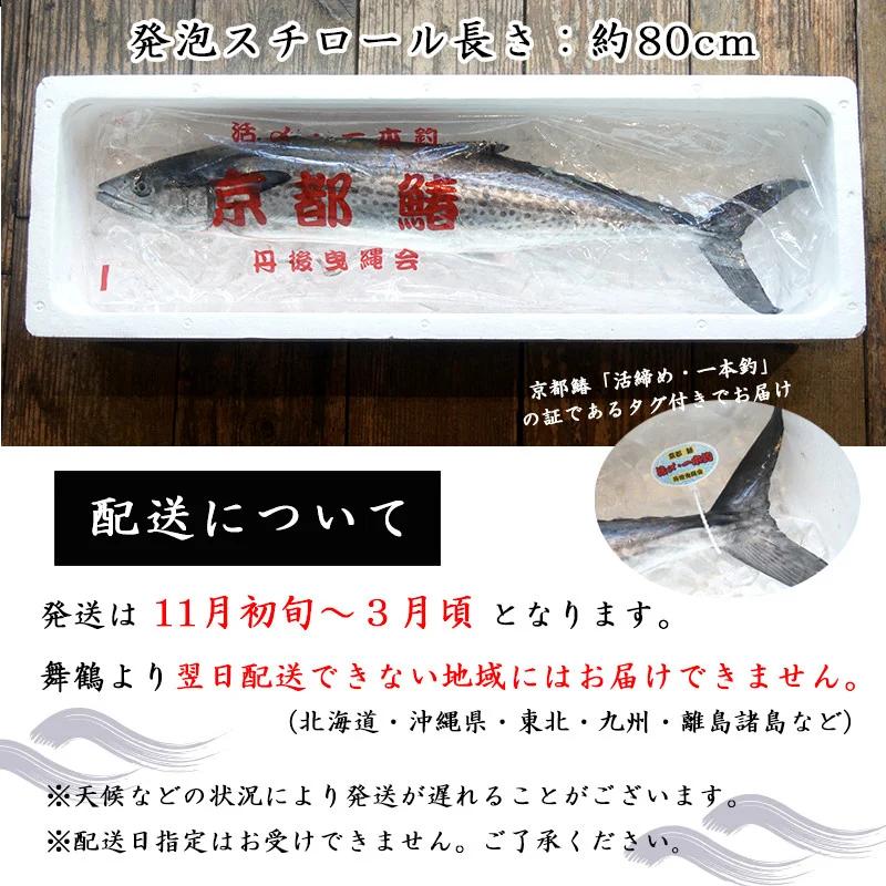 【11月〜3月発送】 漁師直送！！ 一本釣り 京都鰆 2.8kg 以上 鮮魚 1尾 天然 新鮮 鮮度抜群 冷蔵 ナマモノ 寒さわら 活締め