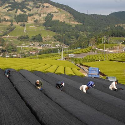 ふるさと納税 掛川市 静岡の茶草場農法　高級深蒸し掛川茶「菱東」さえみどり　かぶせ茶　80g×3本セット |  | 03