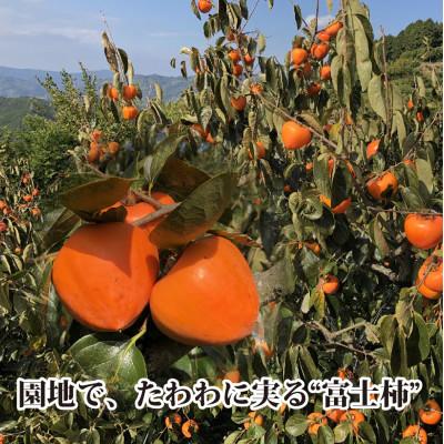 ふるさと納税 八幡浜市 甘さにニッコリ!日本最大級の柿「富士柿」約3キロ【C39-72】 |  | 01