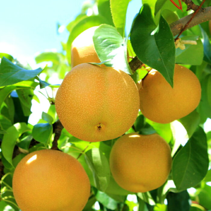 【ふるさと納税】〈先行予約〉 梨 赤梨 5kg 先行予約 なし ナシ pear 幸水 豊水 新興 新高 期間限定 季節限定 果物 くだもの フルーツ お取り寄せ 特産品 島根県 益田市