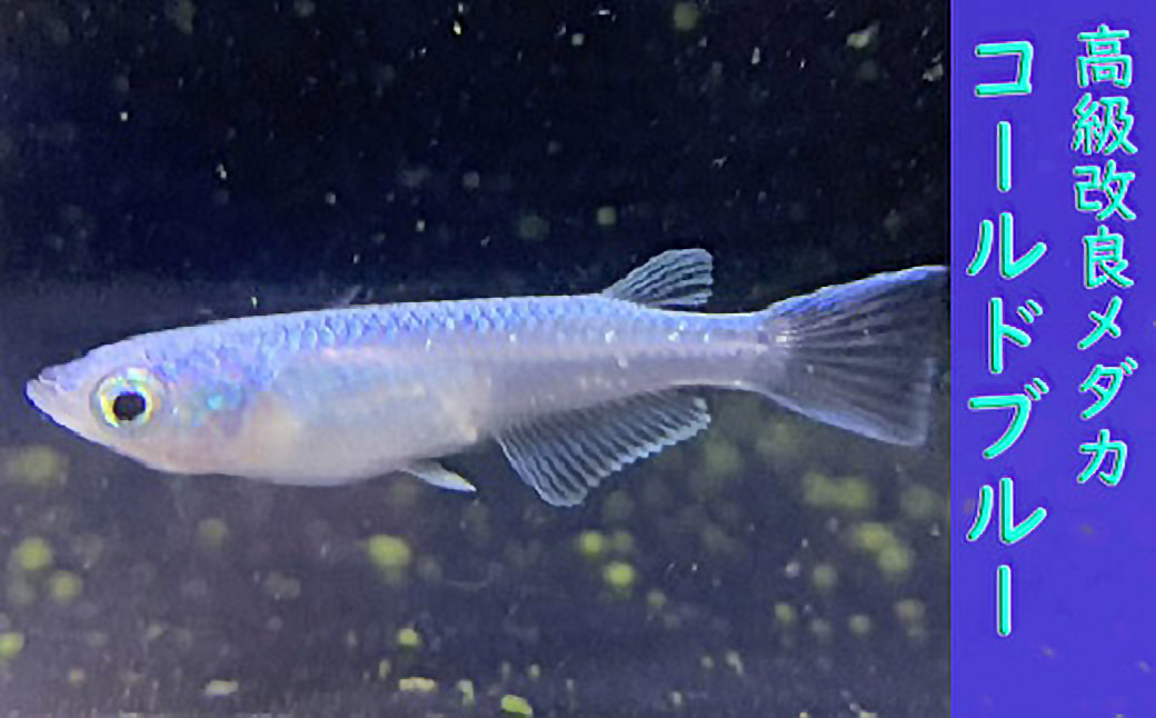 
                  M-AC26.【4月～10月発送予定】高級メダカ コールドブルー 5匹
                