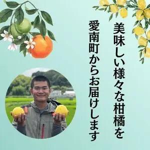 【先行予約】訳あり 甘夏 2kg +傷み補償分1割程度増量 甘夏 青果市場 愛媛県 愛南町