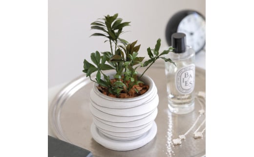 プリザーブドフラワー グリーンリーブス(アセビ)