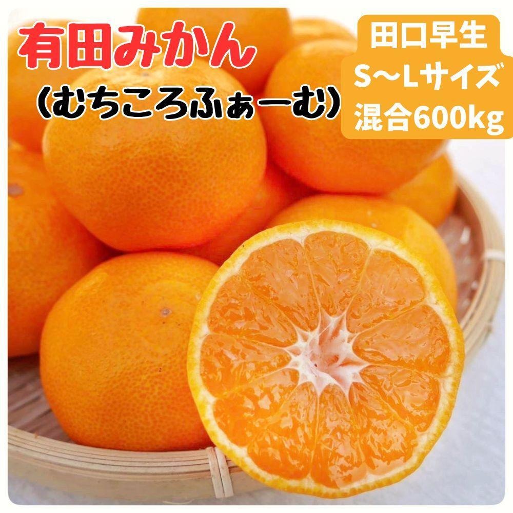 有田みかん 早生S～Lサイズ混合 約600kg ER06