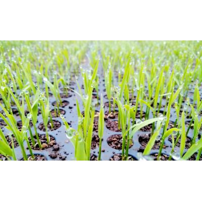 ふるさと納税 阿賀野市 【令和7年産】【有機JAS認証】夢の谷コシヒカリ 玄米 4kg(2kg×2袋) |  | 01