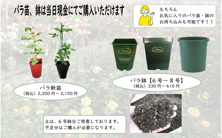 プロが教えるバラ栽培実技講座【4月：新苗の植え付け】