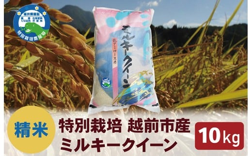 【令和7年度 新米・精米】特別栽培 越前市産ミルキークイーン 10kg