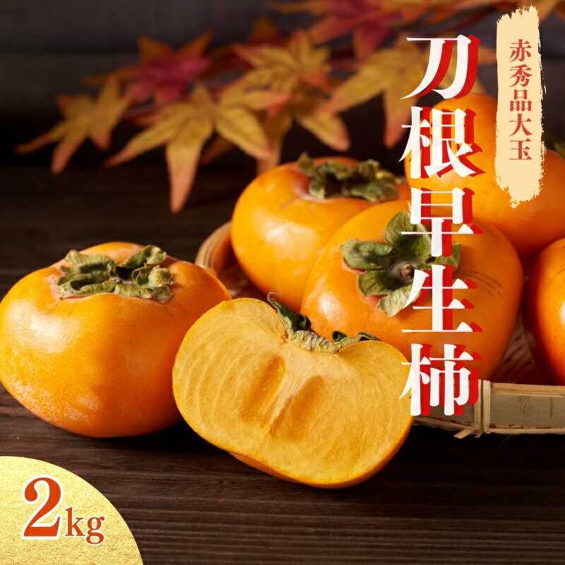 【ふるさと納税】種無し柿 早生刀根柿 約2kg 6個入り 2025年9月下旬～2025年10月下旬頃に順次発送予定（お届け日指定不可）/ 和歌山 柿 かき フルーツ 果物 くだもの 刀根 種無し