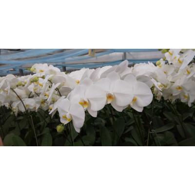 ふるさと納税 志免町 胡蝶蘭5本切り花 |  | 03