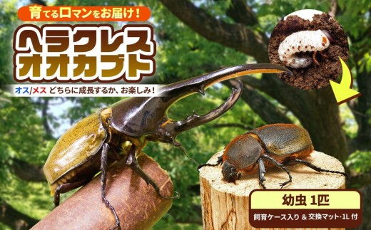 【 先行予約 】 ヘラクレスオオカブト 幼虫 1匹 【  2令後期 〜 3令初期 】（交換マット・1袋付） |  ヘラクレスヘラクレス カブトムシ かぶとむし カブトムシの大様 飼育セット プレゼント 生体 マット付 昆虫 自由研究 観察 飼育 にんにく農園君津 千葉 君津市 きみつ