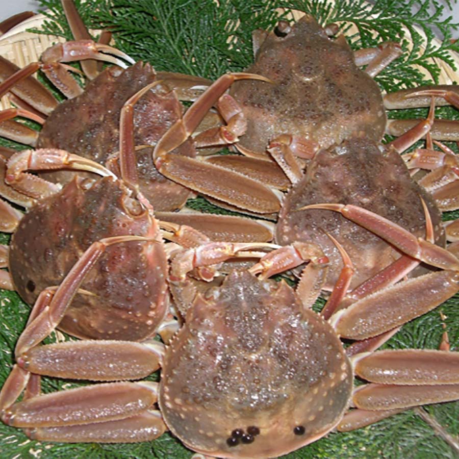 活親ガニ(大)5枚