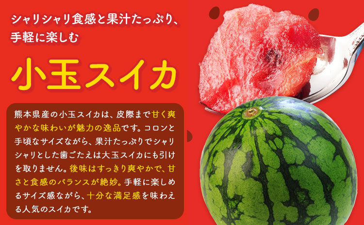 小玉スイカ&肥後グリーンメロン 食べ比べ 各2玉(計4玉 約7kg) 日本フルーツ株式会社 《5月中旬-7月末頃出荷》 熊本県 菊池市 西瓜 メロン 熊本県産---308-5009---