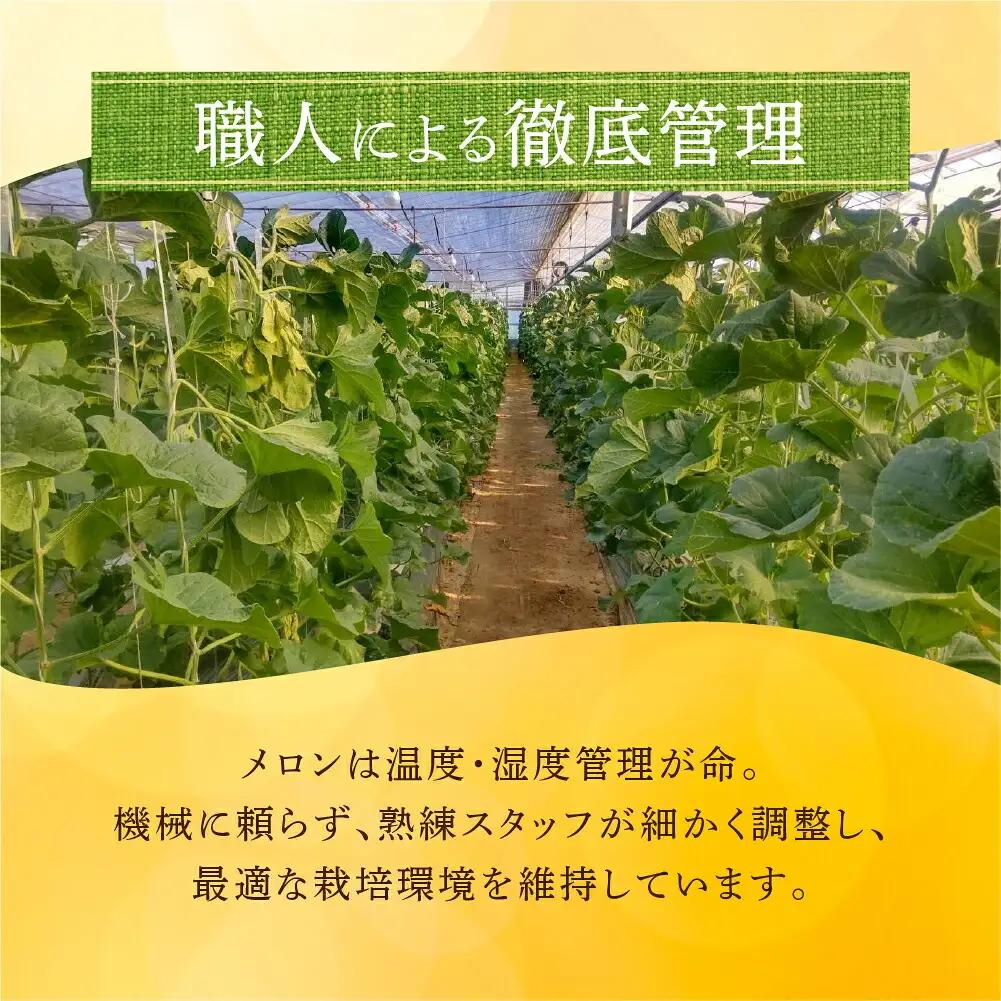 温室マスクメロン 2玉 訳あり 豊橋 メロン