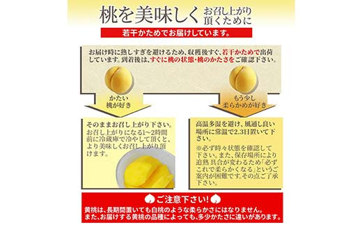 【2026年産 先行予約】山形県産 黄桃 秀品 3kg（8～12玉前後）  もも モモ 桃 デザート フルーツ 果物 くだもの 果実 食品 山形県 FSY-2203