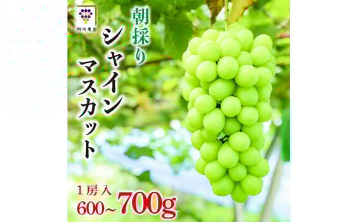【先行予約】 シャインマスカット 1房 600～700g ＜出荷時期：2025年8月下旬～2025年9月下旬頃＞フルーツ ぶどう 葡萄 【内祝い 内祝 お祝い 御祝い 御祝 お礼 御礼 プレゼント ギフト 贈り物 御所農園 徳島県 阿波市 】