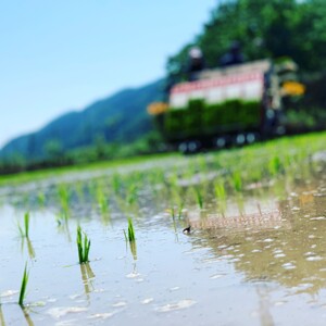 稲場農産コシヒカリ5kg AS2BD20-1