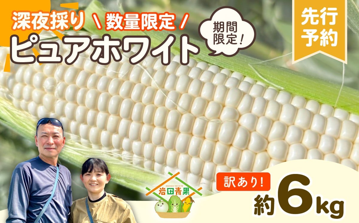 
                  【 先行予約 2026年6月下旬発送】【訳あり】 深夜採り 朝出荷 白い とうもろこし ピュアホワイト 約6kg 【 令和8年産 】【数量限定】トウモロコシ コーン 旬 BBQ バーベキュー 夏野菜 甘い 期間限定 ふるさと納税 6000円 [AX056ya][SZRY]
                