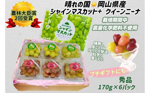 ぶどう2026年  シャインマスカット+クインニーナ 小分け 秀品 粒だけ 約170g6パック 岡山 果物 フルーツ8月上旬から発送