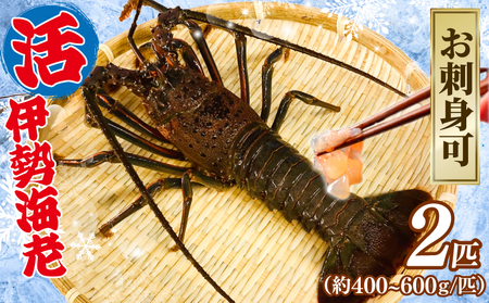 活伊勢海老 2匹 約1kg 【8月10日以降順次発送予定】 伊勢海老 