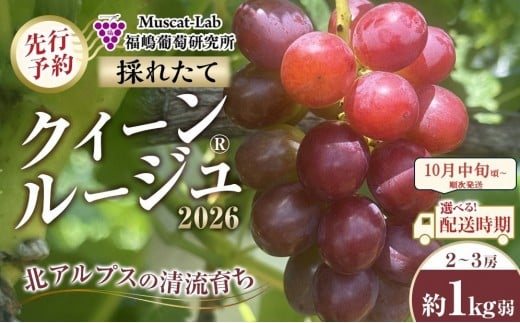 【先行予約】B　2026  クイーンルージュ®　2房～3房　約1kg弱 【2026年10月中旬頃～順次発送予定】長野県産　国際特許有機肥料栽培