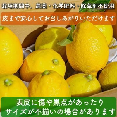 ふるさと納税 松山市 瀬戸内(国産)レモン 1.2kg(8-12個程度) 農園直送 栽培期間中農薬不使用 愛媛県産 |  | 01
