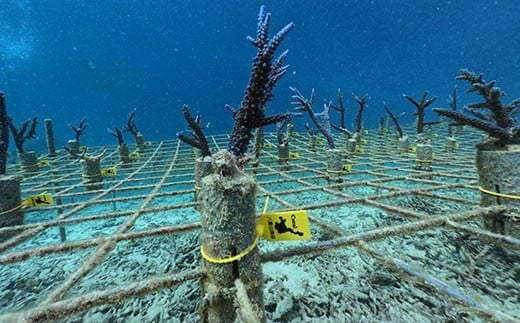 
さんごの楽園プロジェクト(さんごの苗植え付け5本) SY-2
