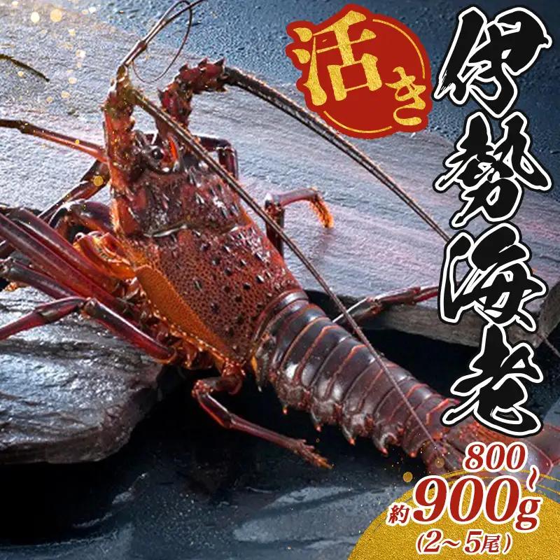 【伊勢海老】 伊勢海老 約800～900g 2～5尾