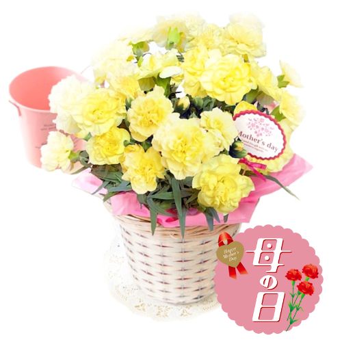 【ふるさと納税】 【先行予約】 母の日に！ カーネーション 鉢植え イエロー 5号 お花 鉢植え ガーデニング 贈り物 ギフト 母の日 植物 2026年5月から順次発送 オンライン決済限定 静岡県 藤枝市