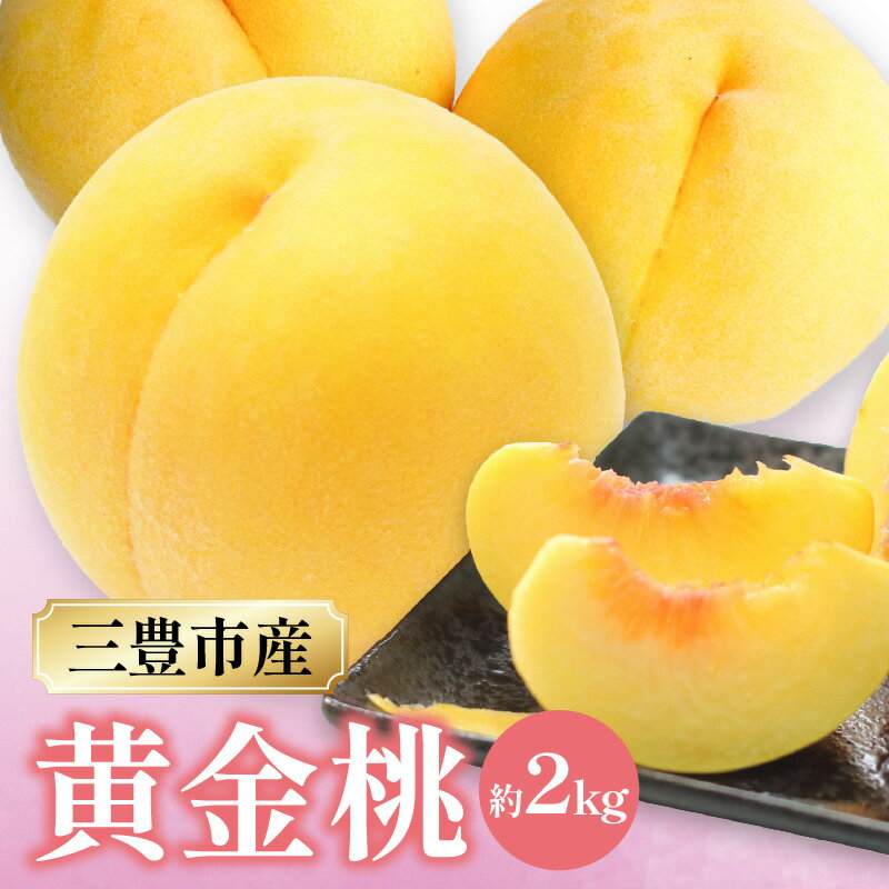 【ふるさと納税】数量限定！先行予約販売開始★ 神田農園の産地直送 桃「黄金桃」 約2kg [ フルーツ 名産品 桃 もも モモ 黄桃 果物 くだもの 取り寄せグルメ 三豊市 15000 15,000円 返礼品 神田桃園 ] ※配送不可地域：北海道・沖縄県・離島