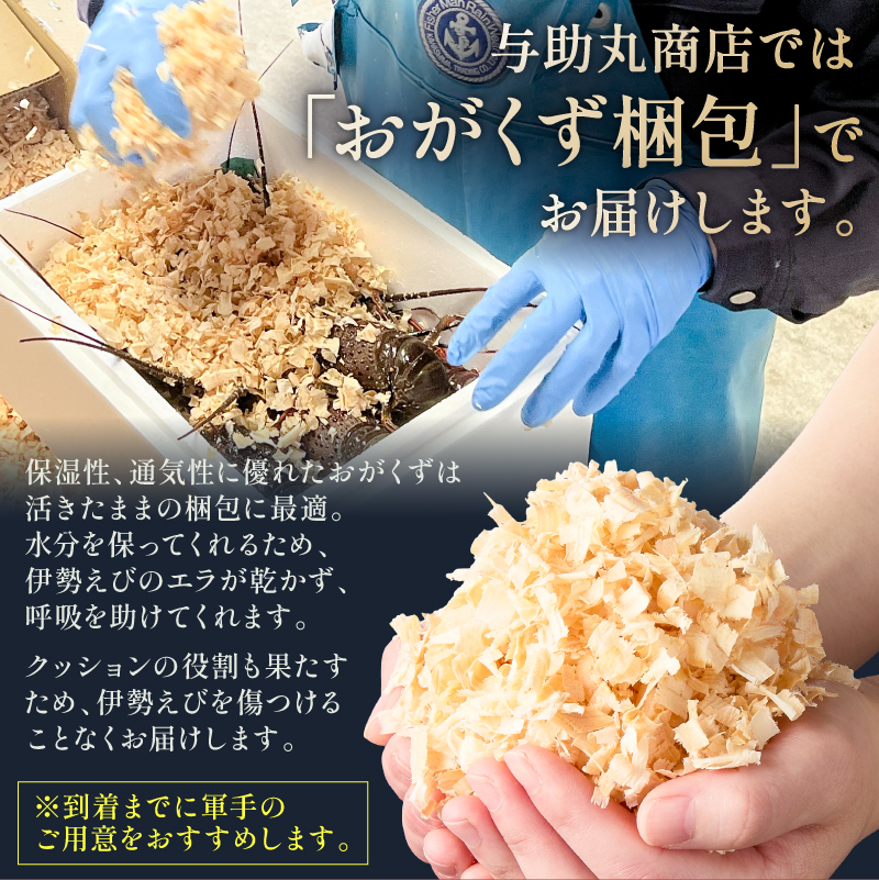 房州産伊勢えび(房州海老)総量 1kg【おがくず梱包】
