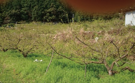 梅干し 無添加 谷口さんちのしそ梅干し 1.5㎏【tgu001A】