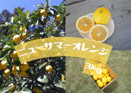 【先行予約】湯の花　伊豆の香りニューサマーオレンジ　３kg　　　柑橘 ニューサマーオレンジ 日向夏 果物 柑橘 ニューサマーオレンジ 日向夏 果物 柑橘 ニューサマーオレンジ 日向夏 果物 柑橘 ニューサマーオレンジ 日向夏 果物 柑橘 ニューサマーオレンジ 日向夏 果物 柑橘 ニューサマーオレンジ 日向夏 果物 柑橘 ニューサマーオレンジ 日向夏 果物 柑橘 ニューサマーオレンジ 日向夏 果物 柑橘 ニューサマーオレンジ 日向夏 果物 柑橘 ニューサマーオレンジ 日向夏 果物 柑橘 ニューサマーオレンジ 