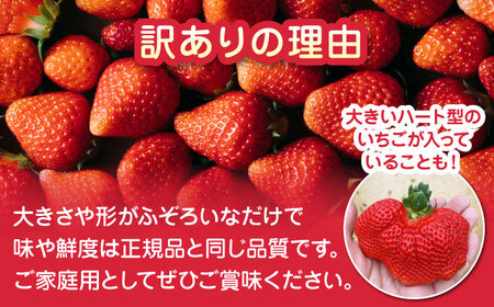 【先行予約】【2025年12月より順次発送】【訳あり】いちご 食べ比べ セット 4品種 計500g ( 250g × 2P ) 農園直送 産地直送 熊本県産 山都町産 イチゴ 苺 ストロベリー フルー