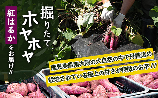【先行予約：2026年9月中旬配送～】掘りたて さつまいも 紅はるか 5kg Sサイズ (おすそ分け袋／自宅で簡単レシピ付き）FR-202 | 秋の味覚 2026年秋収穫 新物 さつまいも サツマイモ