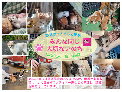 【返礼品なし】猫愛護活動支援 NFN640 【200PT】// 特定非営利活動法人　種子島 島neco会