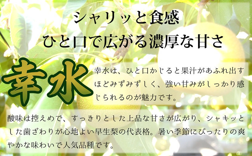 【令和8年産】食の都庄内　庄内産和梨【幸水】約5kg　※令和8年8月末頃～9月中旬配送 [HM5-012(三枡屋)] 【幸水】約5kg　 ￥19,000