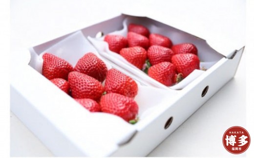 朝どり完熟あまおう2P　福岡市志賀島産