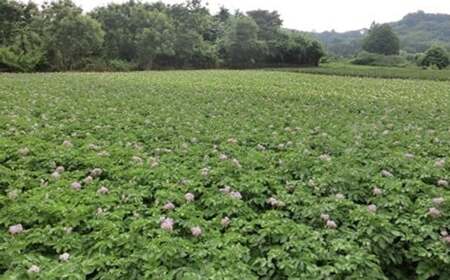 【厳選品】岩手にのへじゃがいも「伝」3～4種 品種おまかせ (サイズ混合) 5kg 【2026年9月中旬から2027年2月下旬発送予定】／ジャガイモ じゃがいも 芋 イモ ポテト 野菜 お取り寄せ 農