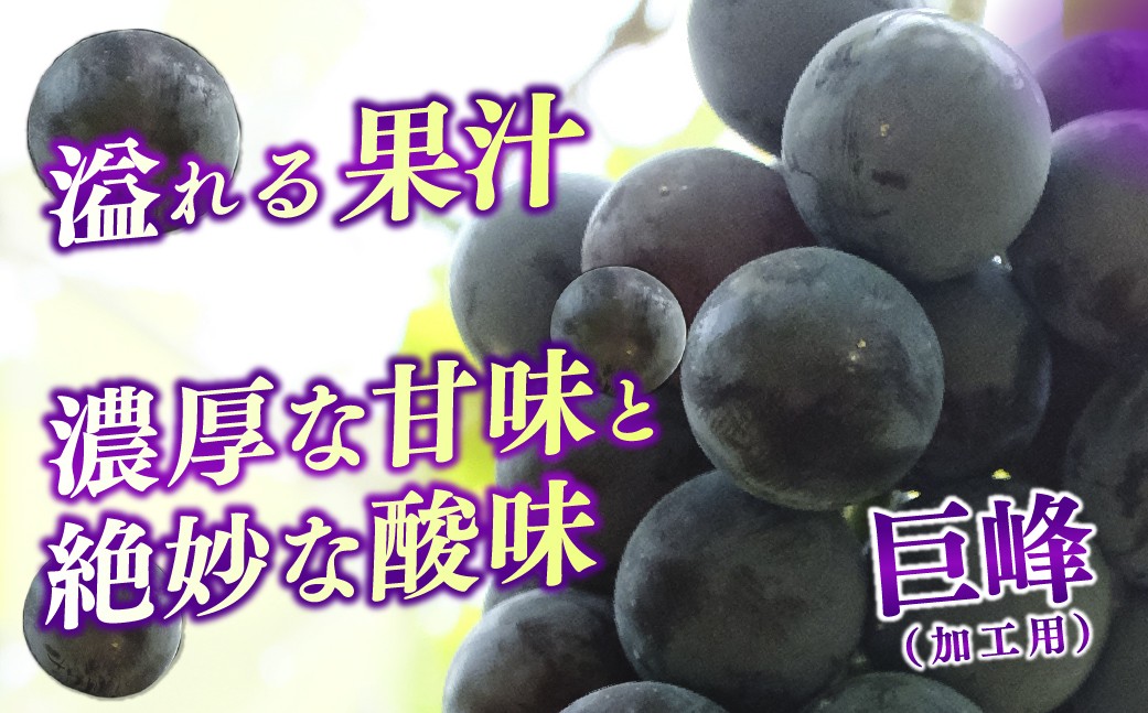 ぶどう 巨峰 葡萄 グレープ 果物 フルーツ 甘い おいしい 旬