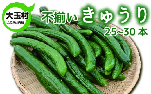 訳あり 野菜 不揃い きゅうり 25本～30本 《数量限定》 新鮮 夏野菜 大玉村 もったいない野菜 【01093】 キュウリ SDGs 余剰野菜 フードロス 食品ロス