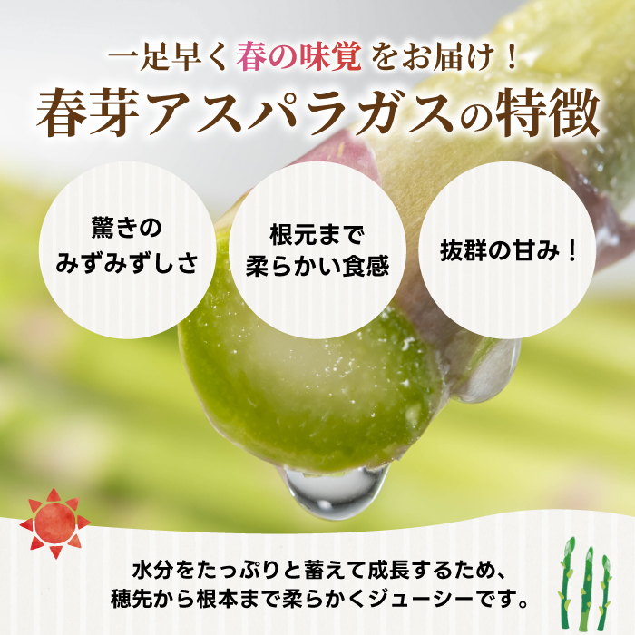 《2027年2月中旬発送》春芽アスパラガス 約1kg （約200g×5袋） 先行受付 アスパラ あすぱら グリーンアスパラ 春芽 甘い 新鮮 野菜 サラダ ソテー ヘルシー 旬 春 ギフト 贈答用 広