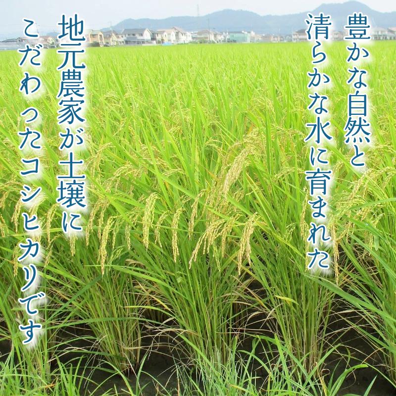 令和7年産 米 コシヒカリ 10kg 先行予約 2025年9月発送 新米 こしひかり 白米 精米 お米 農家直送 国産 徳島県 小松島市
