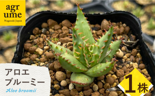 【数量限定】 Aloe broomii　アロエ ブルーミー  1株 長与町/アグリューム [EAI120] 観葉植物 多肉植物 苗 植物 アロエ あろえ インテリア