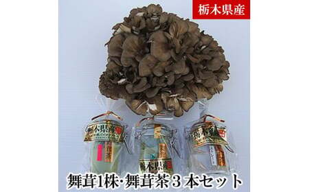 舞茸1株・舞茸茶3本セット まいたけ まいたけ茶 きのこ キノコ 送料無料