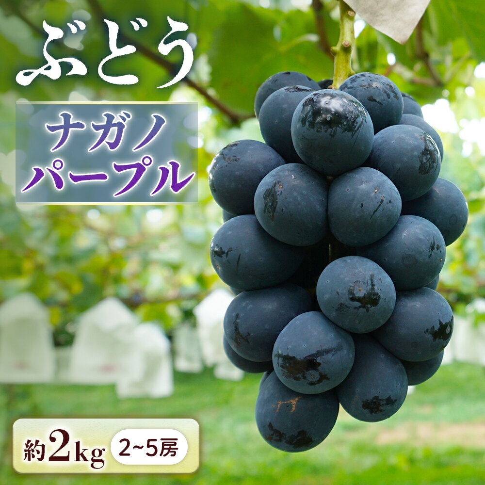 【ふるさと納税】＜先行予約＞ぶどう ナガノパープル 約2kg[2〜5房]※2026年8月下旬～9月上旬発送予定※