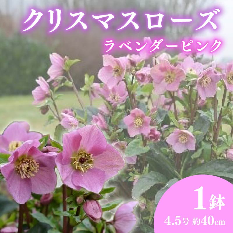 【ふるさと納税】 【先行予約】クリスマスローズ 新品種 ラベンダー ピンク 4.5号 冬 開花株 花 季節 ガーデン ガーデニング 庭 贈答 プレゼント ギフト 植物 鉢植え 寄せ植え 花壇 冬花 冬植え 育て方 栽培 通販 オンライン 予約 2025年12月 藤枝市 静岡県