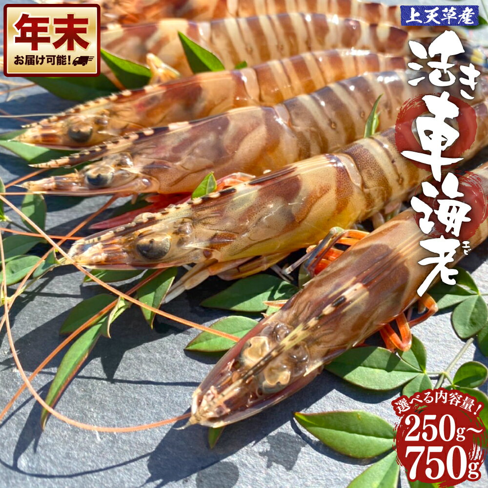 【ふるさと納税】＜R8年熊本地震復興支援＞ 【配送日指定品】上天草産活き車海老 250g～750g 約8尾～35尾 選べる内容量 選べる 魚介 海鮮 活き海老 海老 えび くるまえび 車海老 国産 活魚 熊本県 上天草市 送料無料【配送期間2026年11月20日～2027年2月28日】
