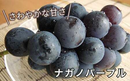 長野県産 旬のぶどう3種セット 種無し巨峰 ナガノパープル 赤系ぶどう 各1房 約1.5kg ［おぶせファーマーズ］ 詰め合わせ 詰合せ 食べ比べ 果物 フルーツ ぶどう 葡萄 クール便 冷蔵便 令和