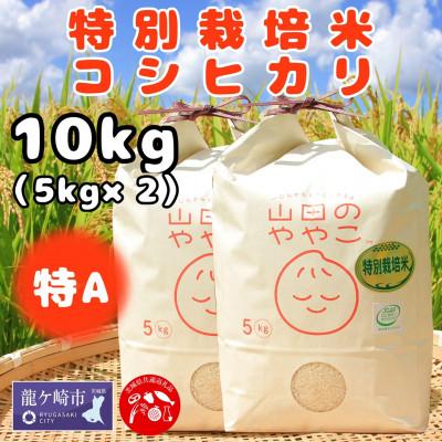 ふるさと納税 龍ケ崎市 令和6年『山田のややこ』特別栽培米コシヒカリ 精米 10kg【茨城県共通返礼品・河内町産】